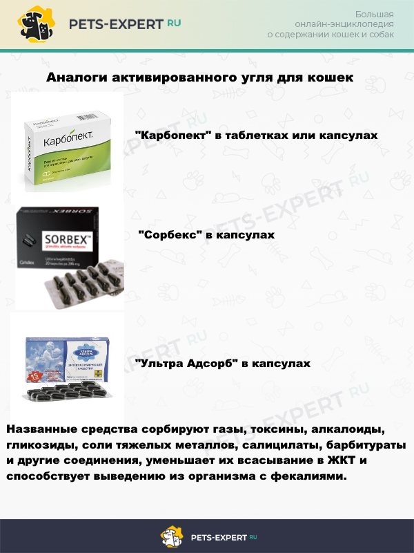 Как дать коту активированный уголь и можно ли