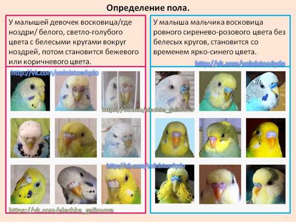 Как определить возраст волнистого попугая