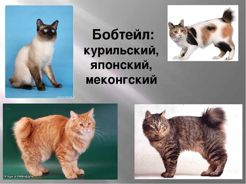 Породы Кошек С Фотографиями И Названиями Бобтейл