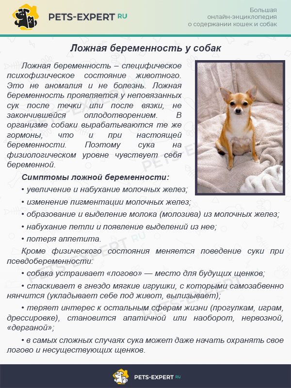 Ложная беременность у собак - признаки, что делать