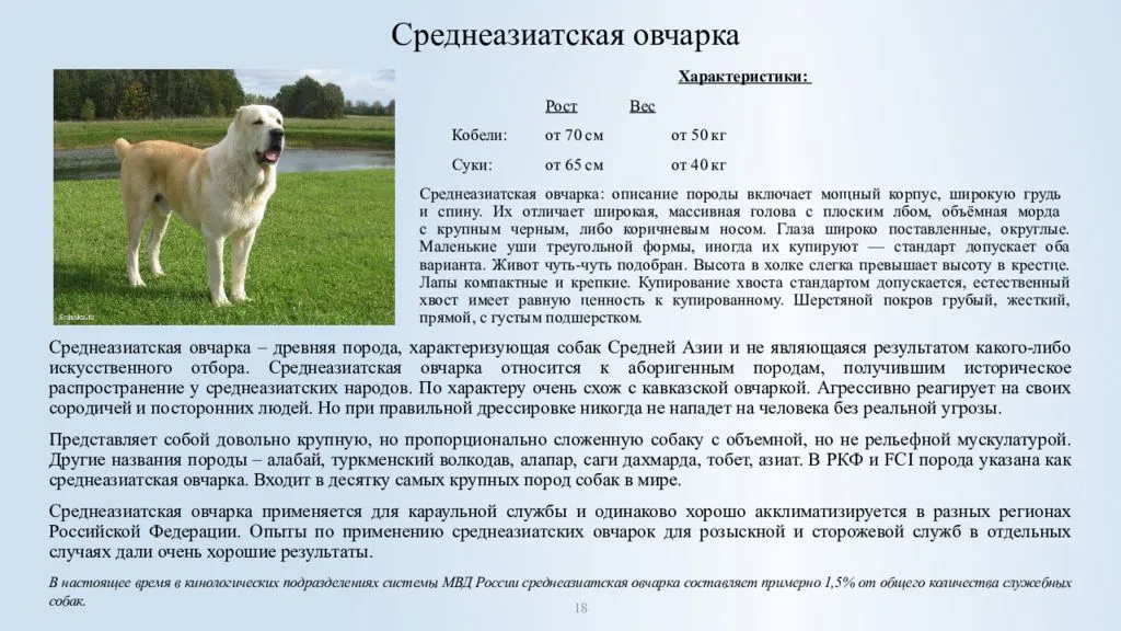 Алабай (среднеазиатская овчарка, САО)