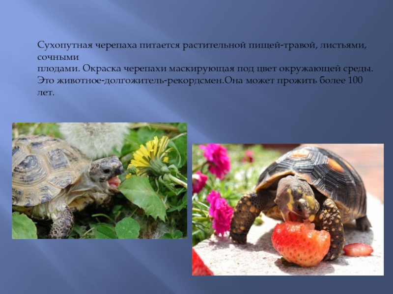 ᐉ самые старые черепахи в мире: список рекордсменов-долгожителей - zoopalitra-spb.ru