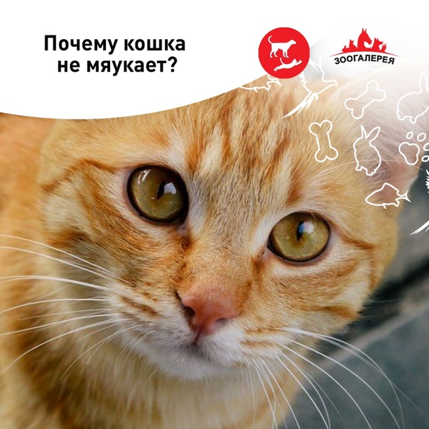 Почему кошки бегают по квартире как ненормальные и постоянно мяукают