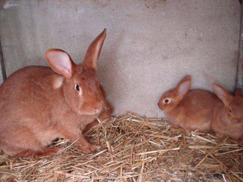 Бургундский кролик: характеристика и описание породы
