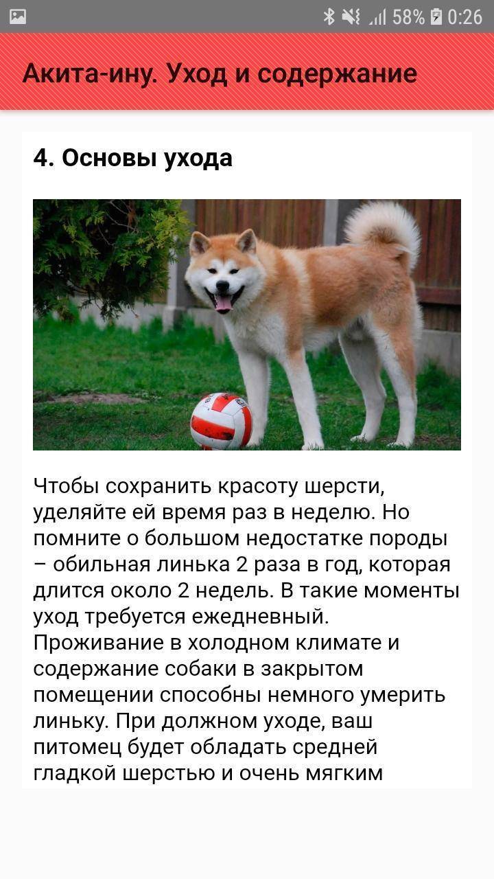 Акита-ину: описание породы собак
