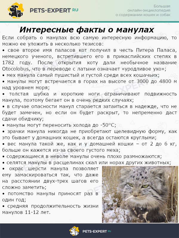 Манул: описание и фото, сколько живёт и где, что ест, вес манула