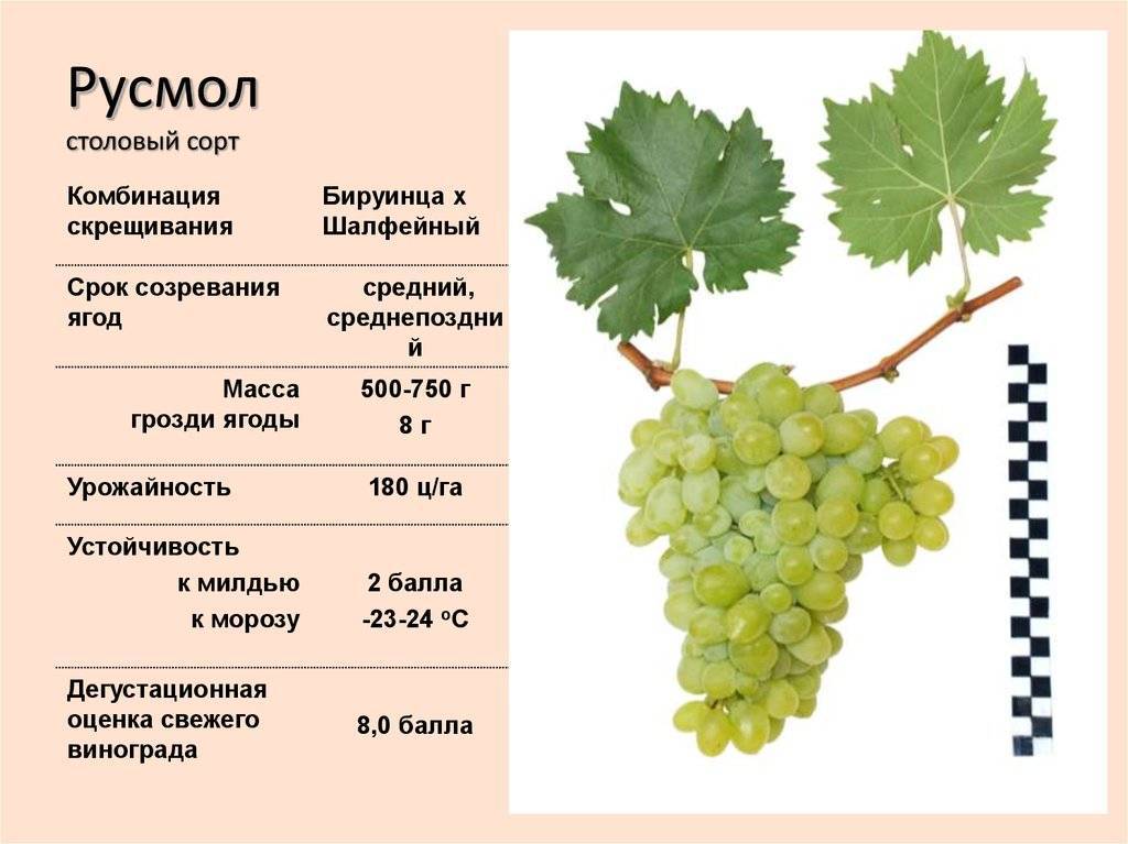 Можно ли давать кроликам девичий виноград