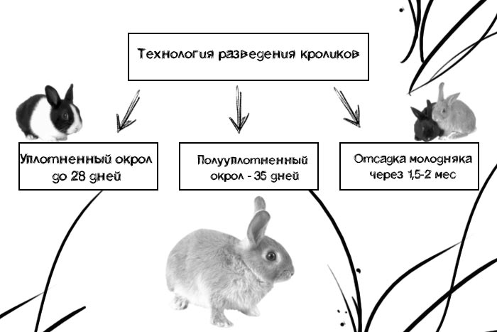 На рисунке изображены горностаевые кролики. Схема разведения кроликов. Схема размножения кроликов. Схема разведения кролико. Кролик схема.