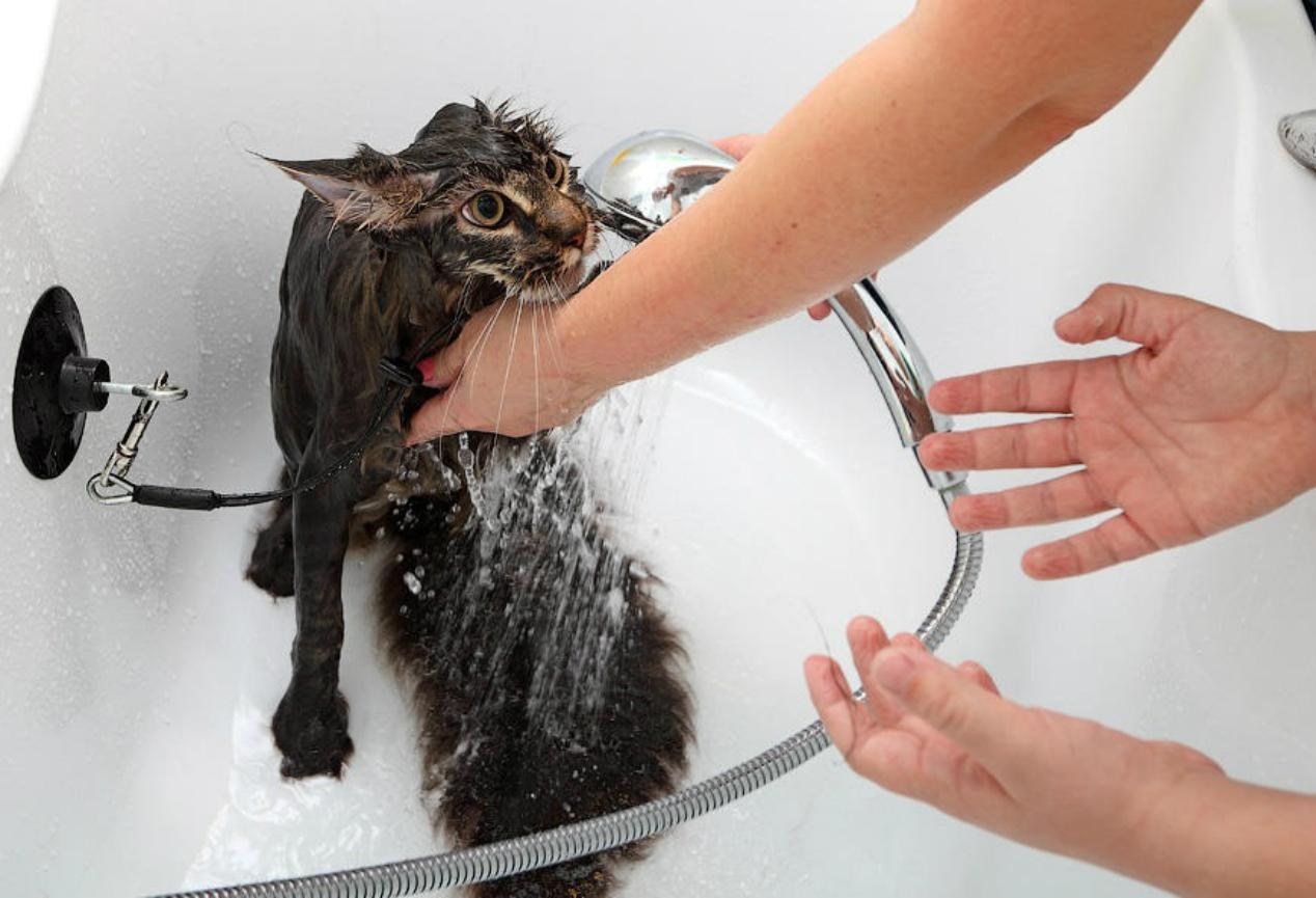 Почему кошки боятся воды?