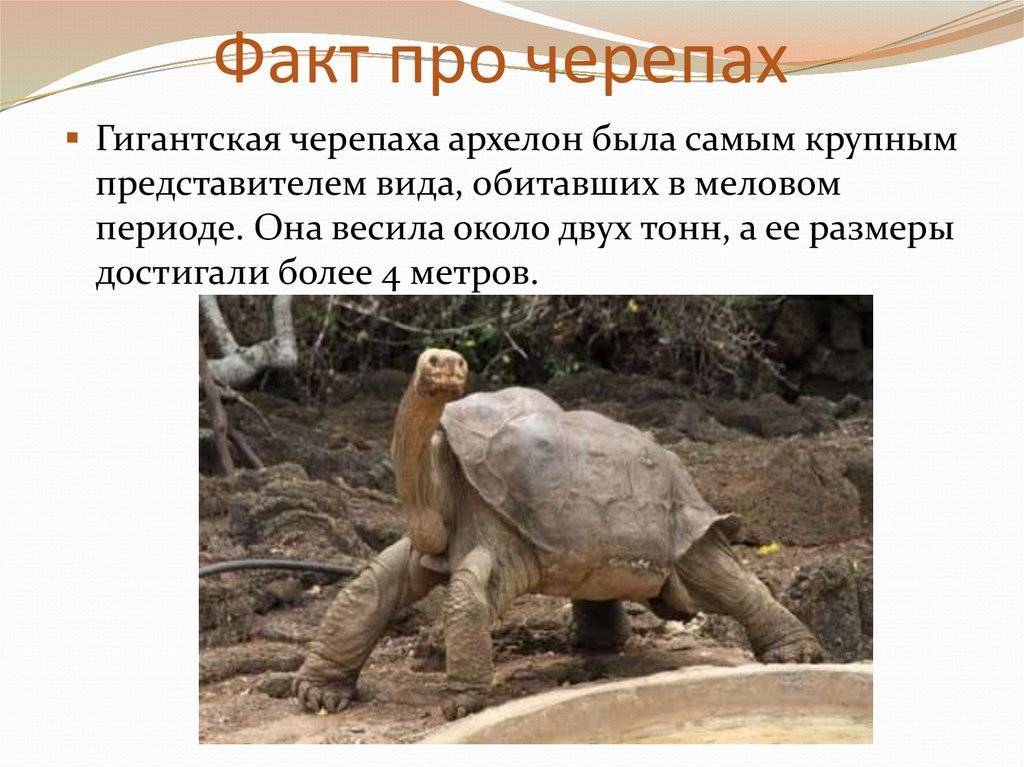 Интересные факты о черепахах