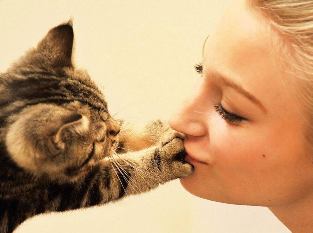 Почему нельзя целовать котов | кот и кошка