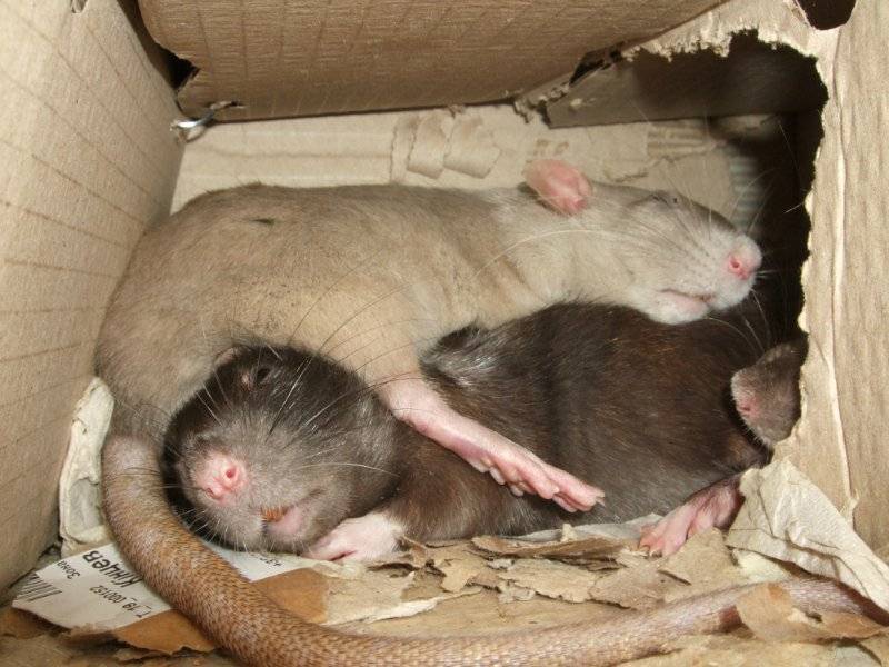 Сколько спят домашние крысы