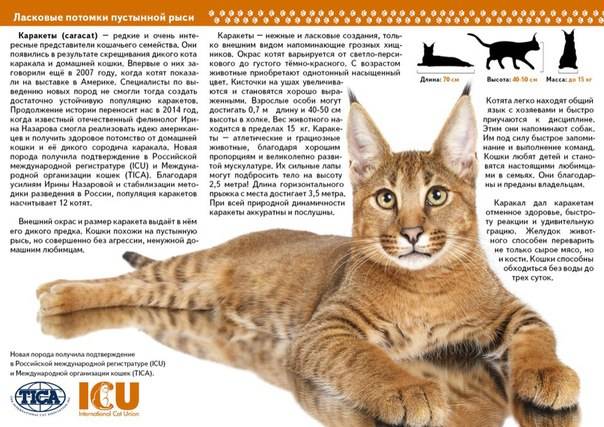 Самые большие кошки: названия пород c фото, информация о них