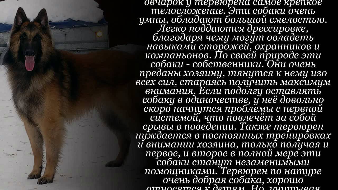 Клички и имена для немецких овчарок мальчиков, кобелей. как назвать немецкую овчарку мальчика.