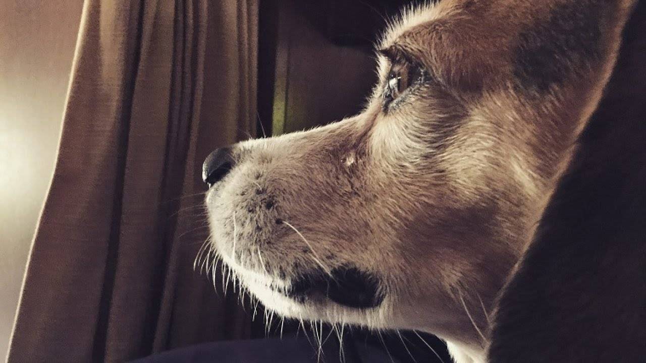 Почему собаки плачут? — сайт эксперта по животным — howmeow