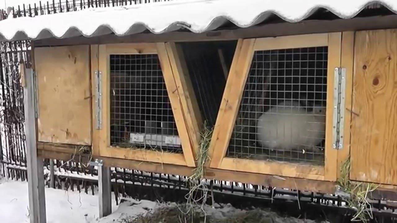ᐉ можно ли давать кроликам снег вместо воды? - zoomanji.ru