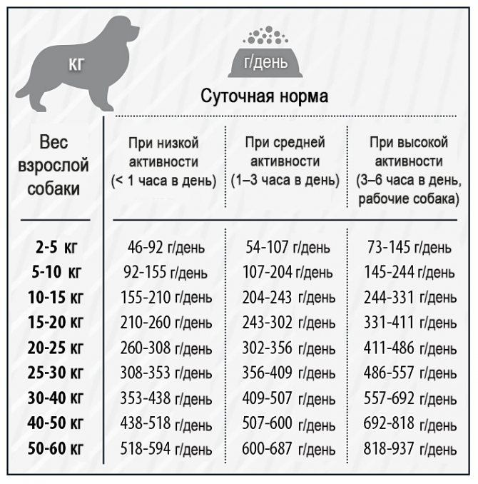 Как правильно кормить собаку