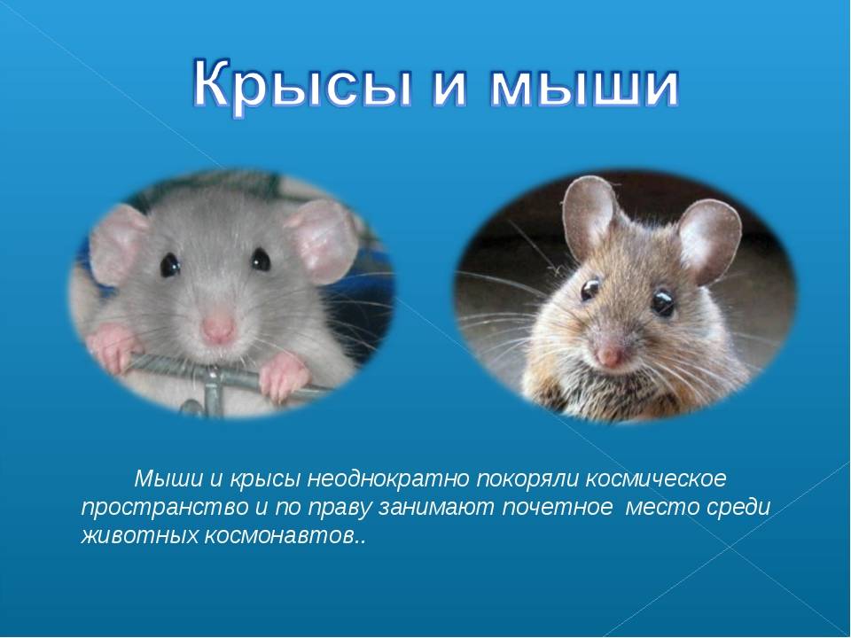 Крысы и мыши - чем они отличается