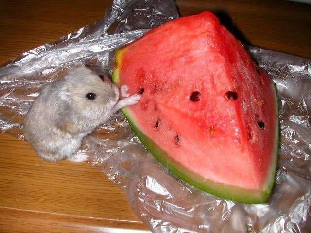 Можно ли хомякам арбуз