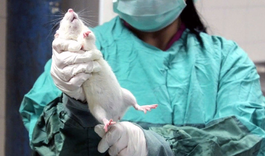 К вопросу о профилактической кастрации декоративных крыс