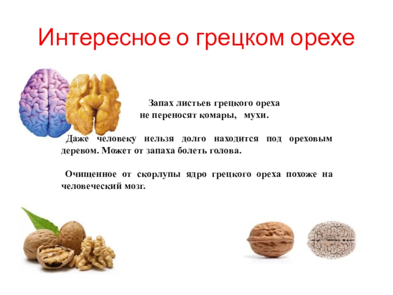 Чем можно и нельзя кормить декоративного кролика?