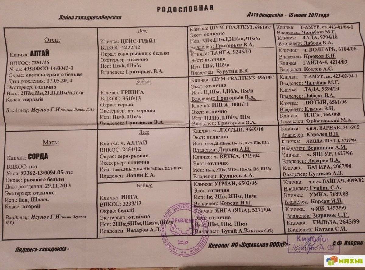 Как назвать собаку лайку