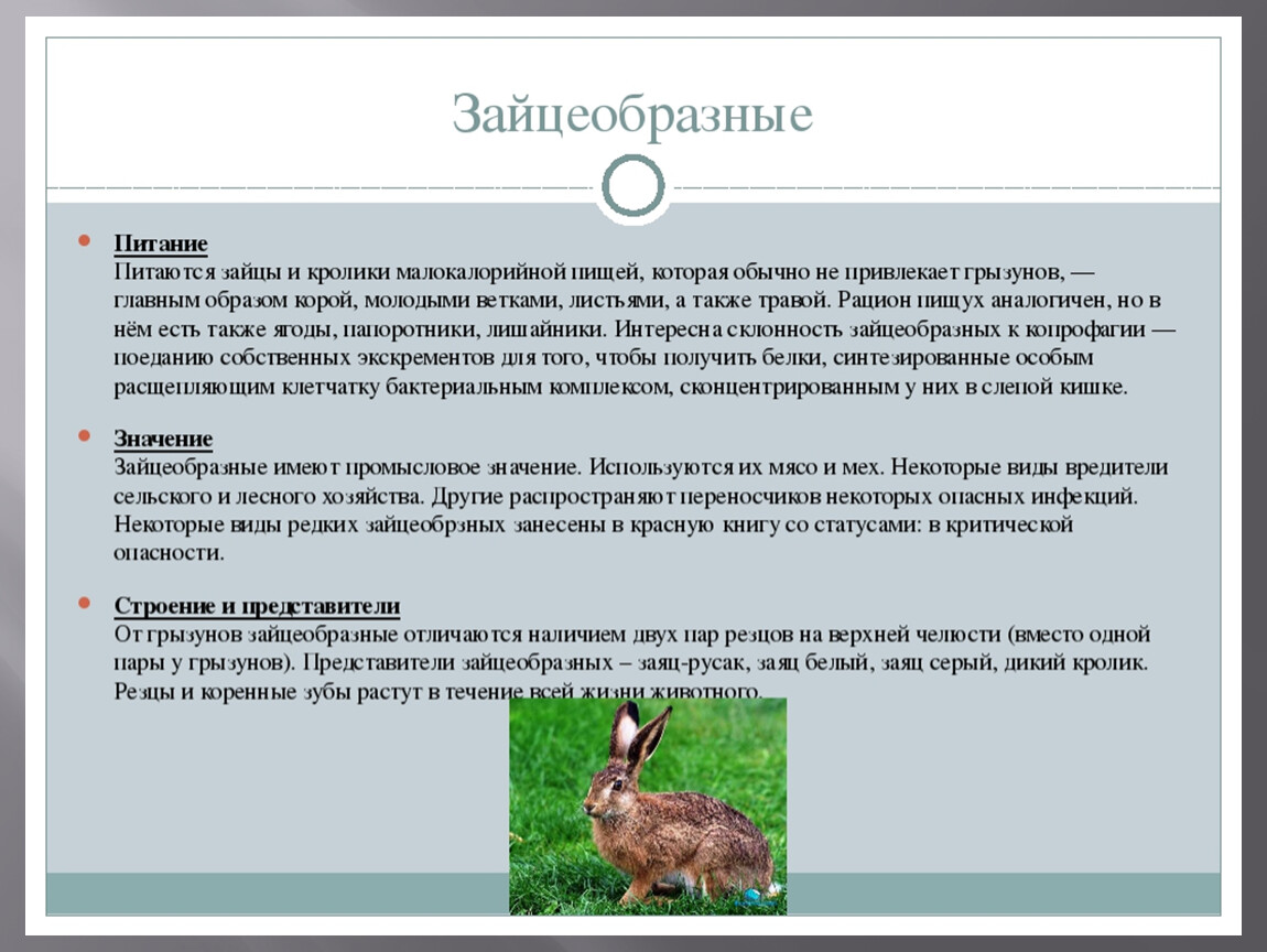Кролики породы фландр: особенности разведения и ухода