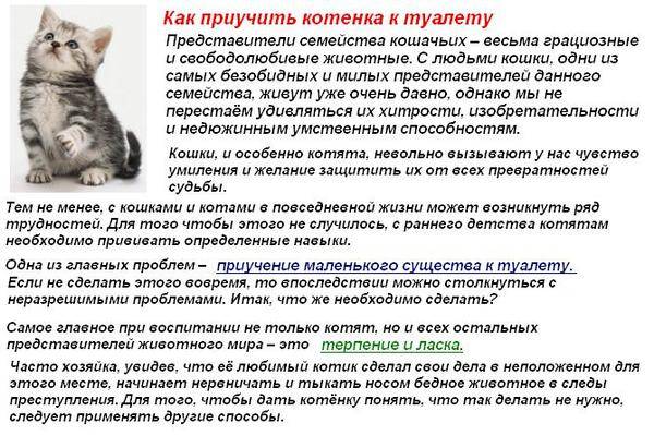 Как дать кошке таблетку