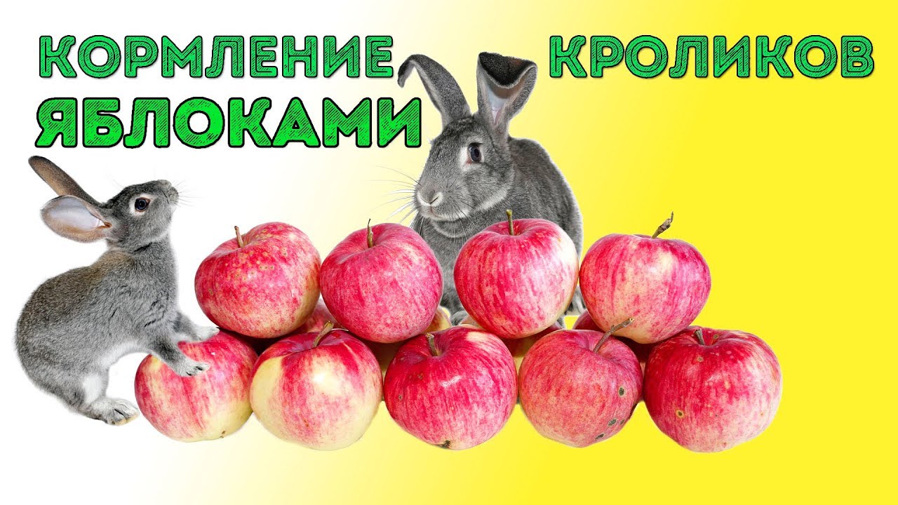 Яблоки кроликам можно давать. Кролик с яблоками. Кроличье яблоко. Яблоки можно кроликам давать. Кролик ест яблоко.