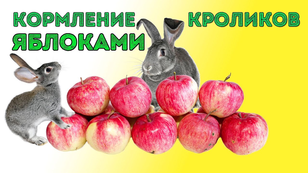 Дают ли кроликам яблоки: польза и вред фрукта, нормы кормления