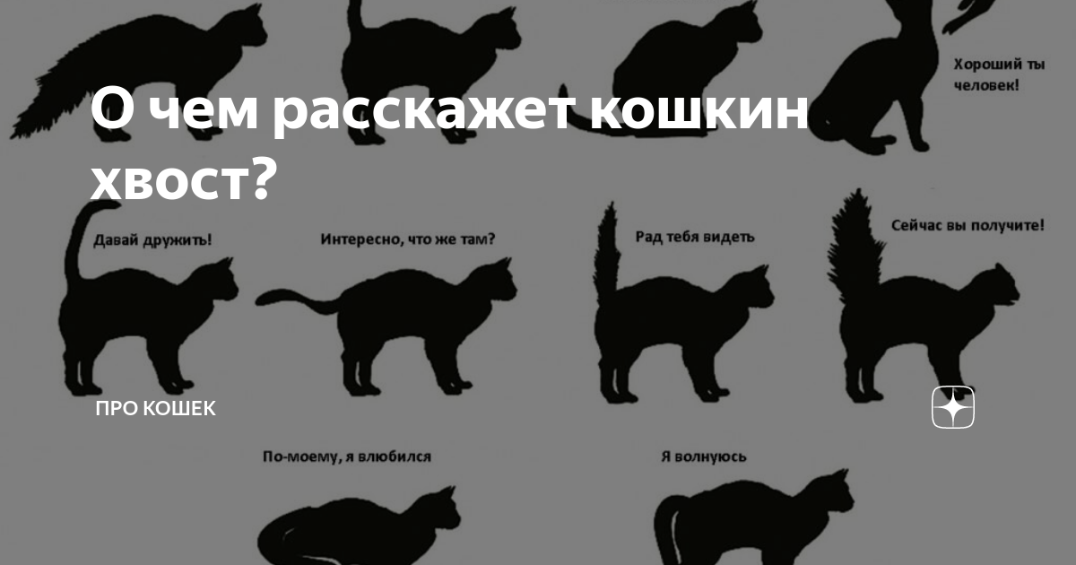 О чем "говорит" кошачий хвост: разбираем все положения