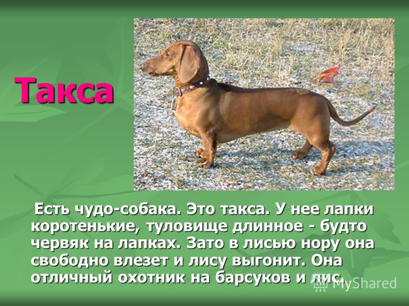 Таксы — все о породе собаки, происхождение, описание породы, плюсы и минусы, виды такс