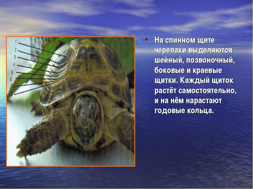 Зеленая морская черепаха: описание и характеристика, питание и условия содержания в неволе