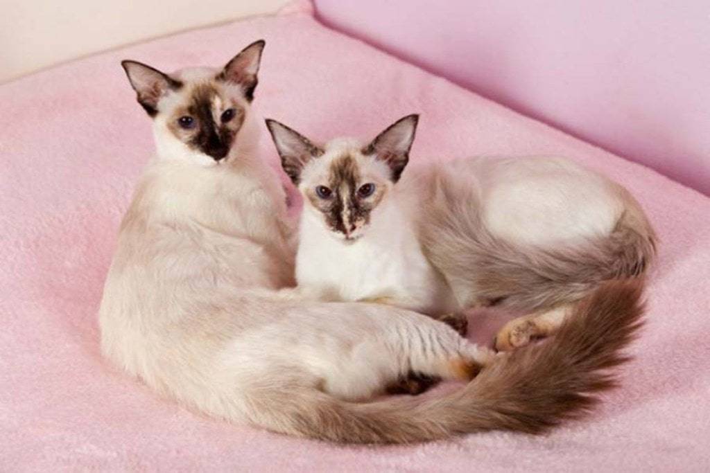 Балинезийская кошка