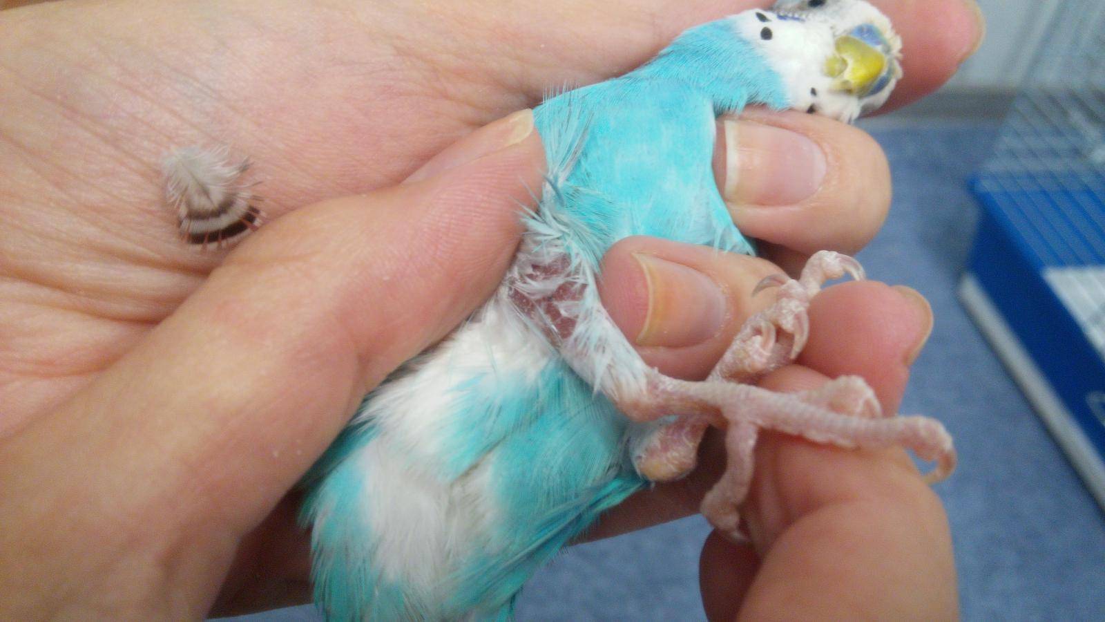 Симптомы и лечение клеща у волнистого попугая