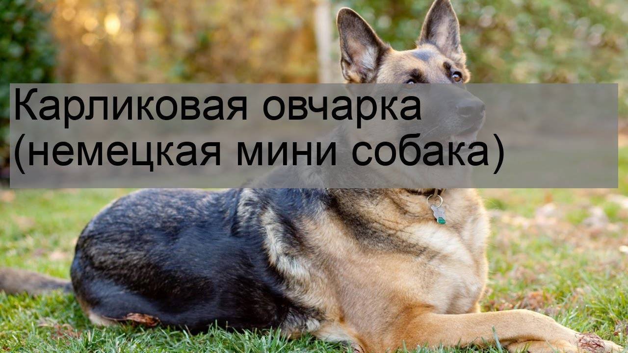 Описание миниатюрной американской овчарки: история и стандарт мини овчарки