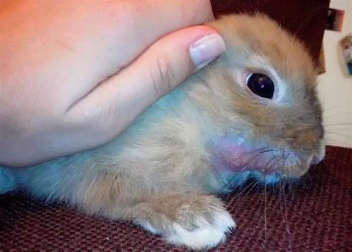 Абсцесс у кролика: причины, симптомы, лечение