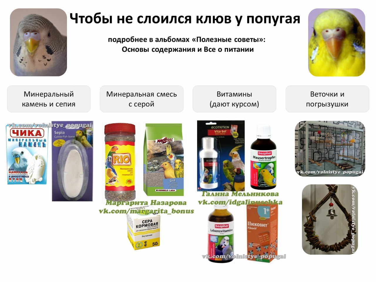 Какие фрукты можно попугаям