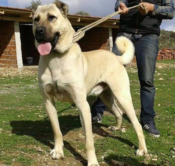 Кангал (турецкий волкодав): фото и описание породы собак