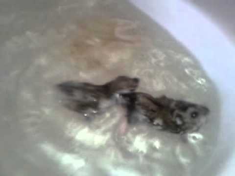 Умеют ли хомячки плавать?