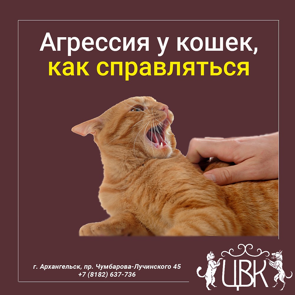Агрессия у кошек: причины, виды и способы коррекции