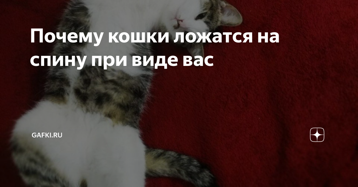 Почему кошка ложится на человека: научные гипотезы и сверхъестественные версии, способности кошки лечить, польза и вред сна человека рядом с кошкой