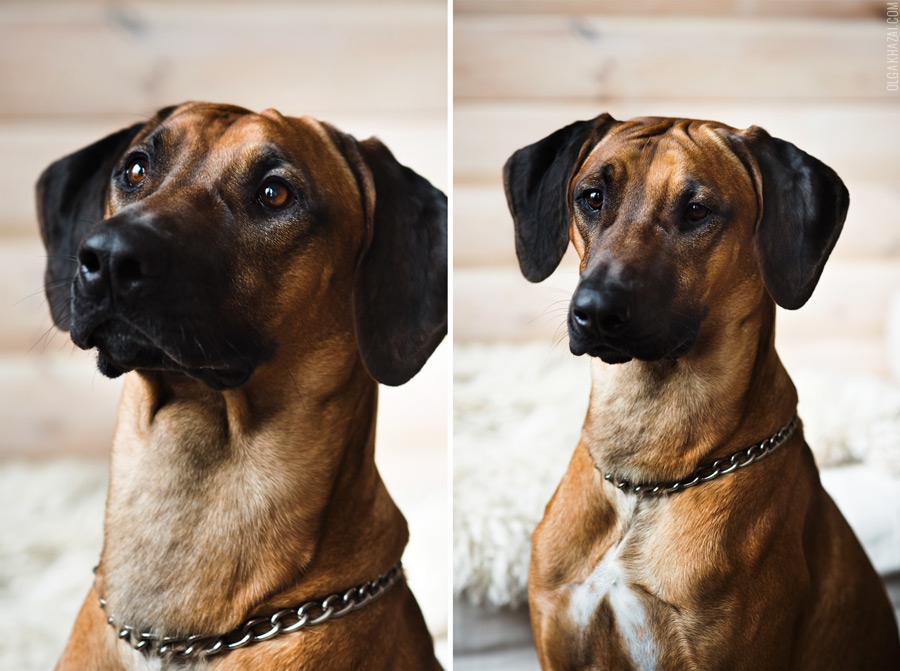Тайский риджбек: описание породы, внешний вид собаки с фото, особенности ухода