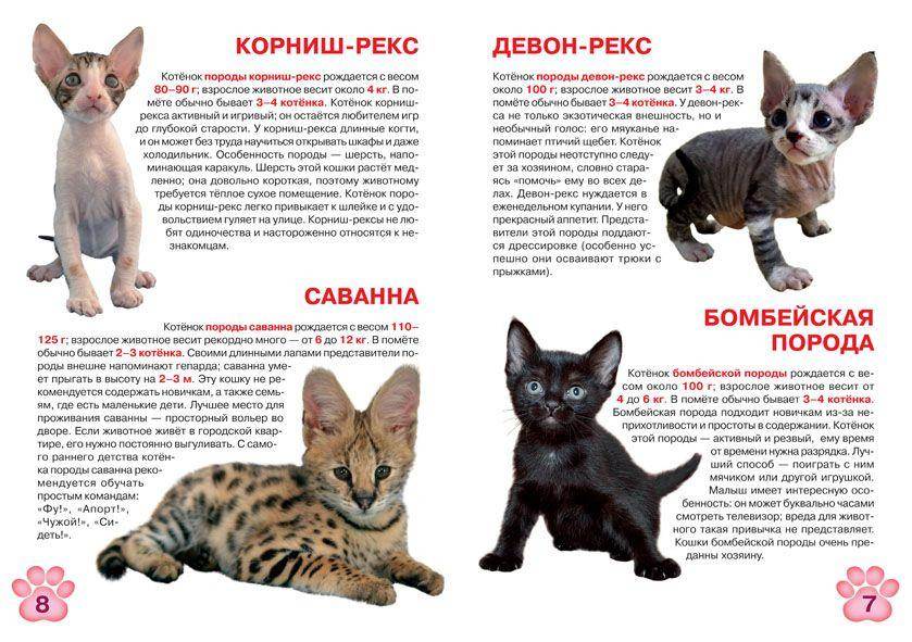 Кошки породы девон рекс: описание, характер, советы по содержанию и уходу, фото, отзывы