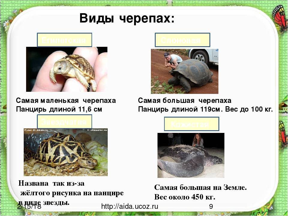 Красноухая черепаха в домашних условиях: как ухаживать, питание, размножение