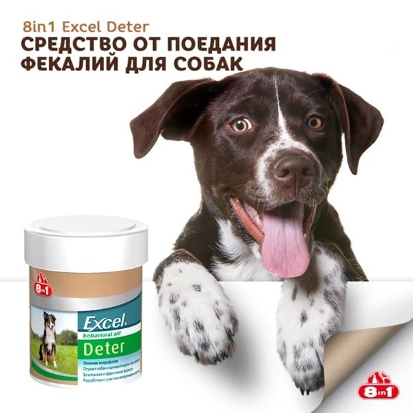 Почему собака ест какашки: причины и как с этим бороться