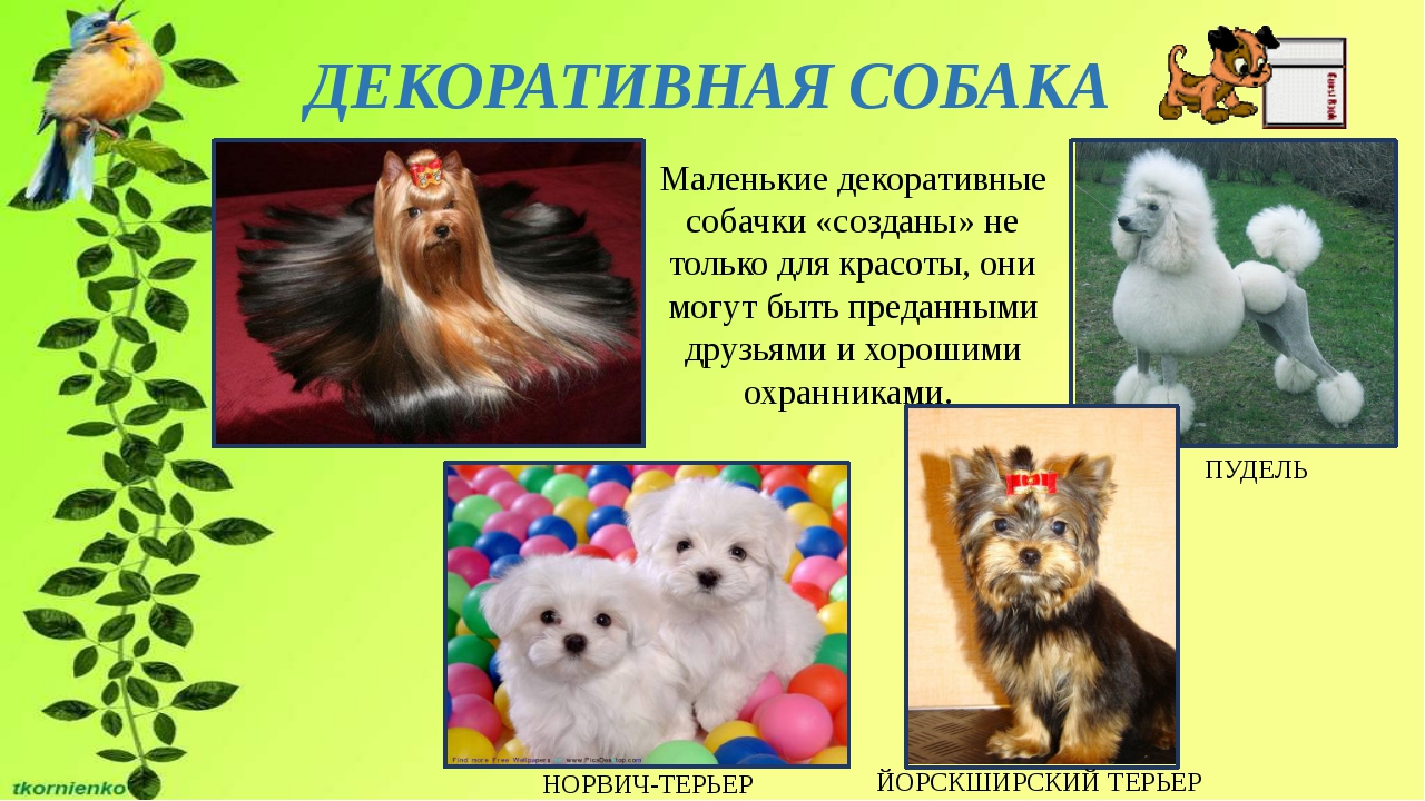 Маленькие породы собак - фото и названия, каталог декоративных собак