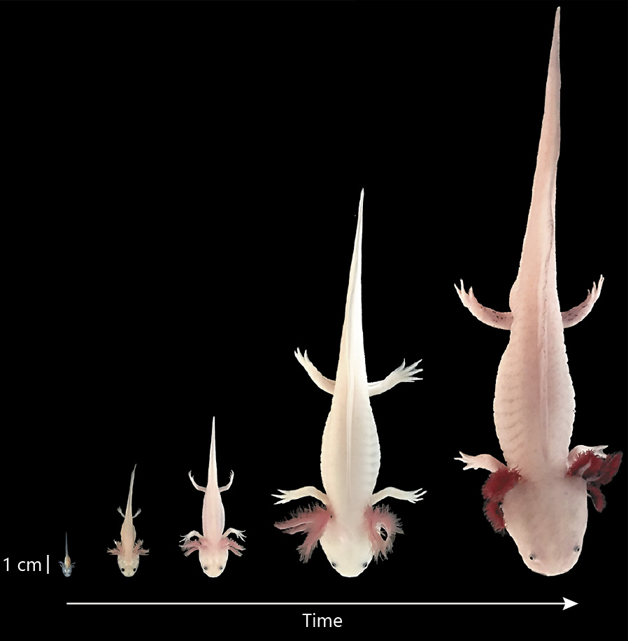 Аксолотль (axolotl): фото, содержание в домашних условиях