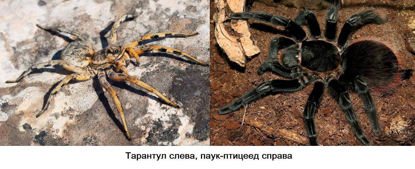 Пауки-птицееды: особенности, выбор и содержание