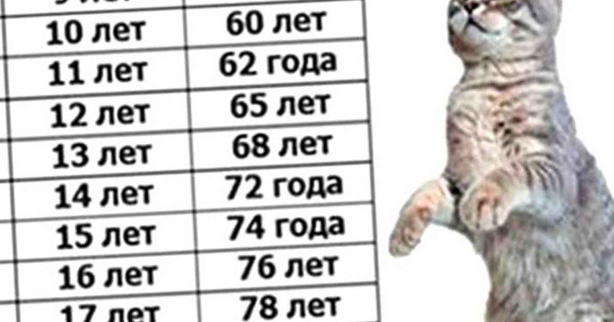 Возраст кошек и котят по человеческим меркам (таблица и калькулятор)